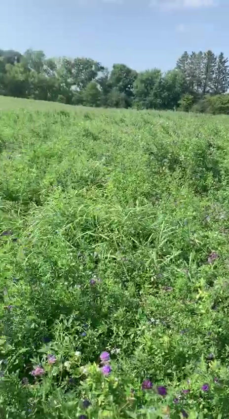 Thumbnail: ALFALFA Tincture, Organic