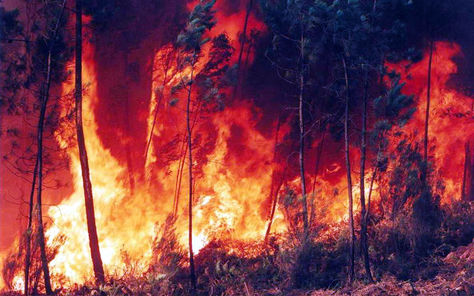 L´ umanesimo brucia la foresta I