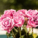 cc67f3c58fe022655130fa738424e586_edited.jpg