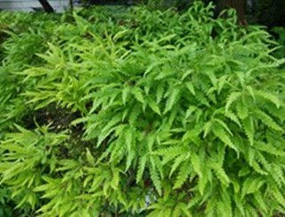 sweet fern.jpg