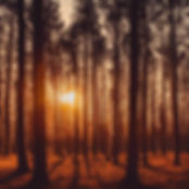forest at sunset .jpg