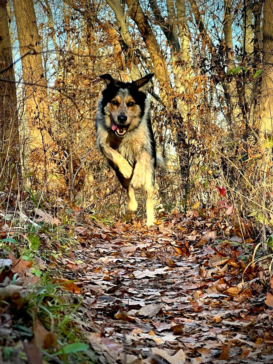 Kona doing her Kona thing. The only thing she likes doing more than eating is running. Okay, maybe it's a toss-up.