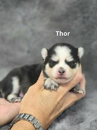 Thor1.jpg