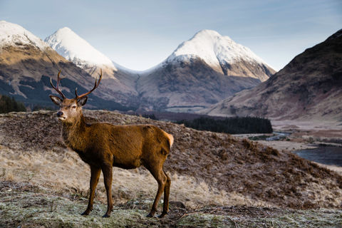 The Stag