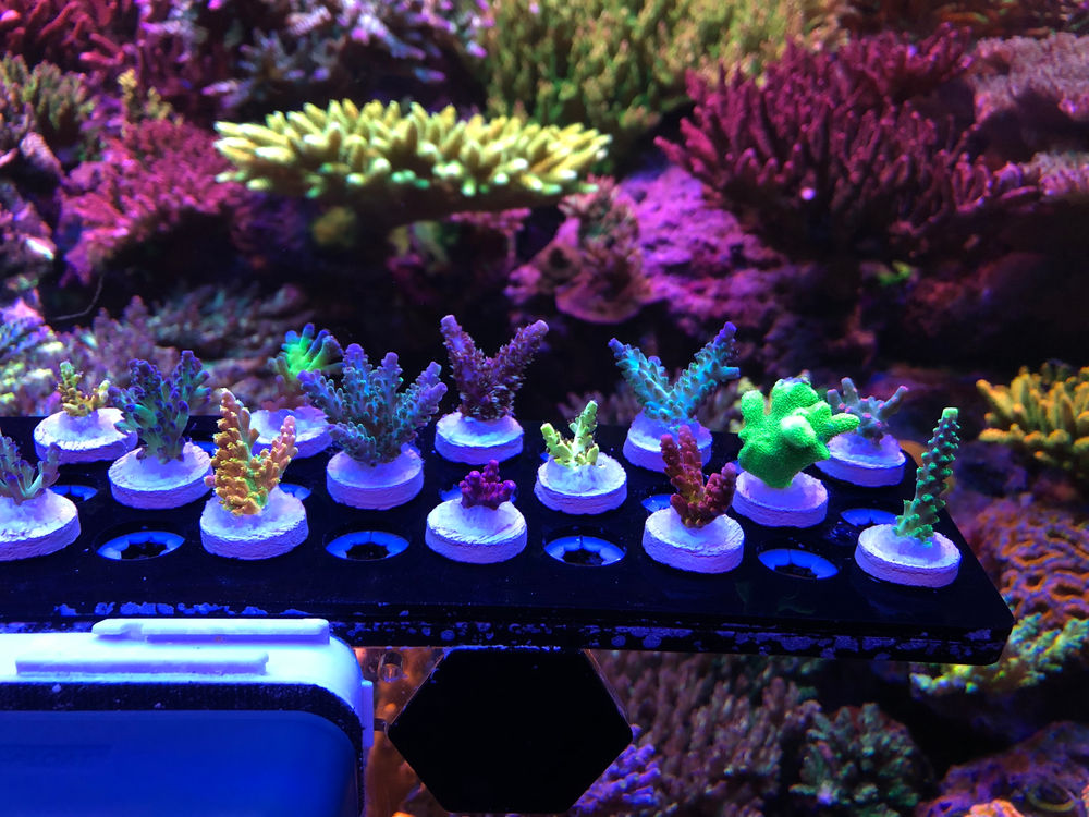 Coral Sales and Trades Reef Moonshiners