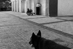 dogs_009.jpg