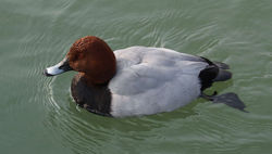 Fuligule Milouin ♂