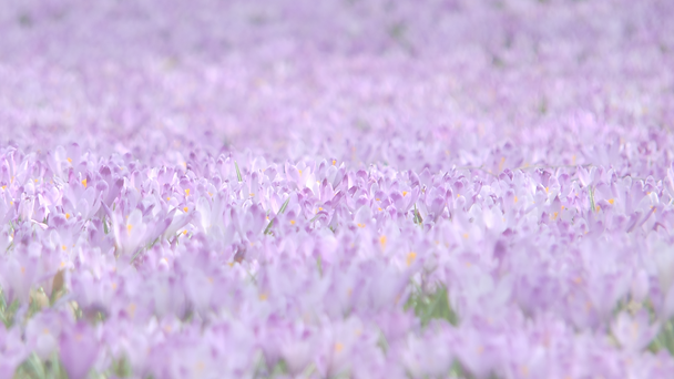 Purple field of flowers