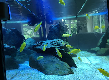 African Chiclid biotype aquarium