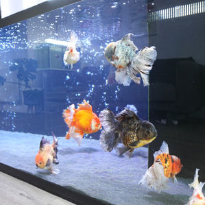 Goldfish tank