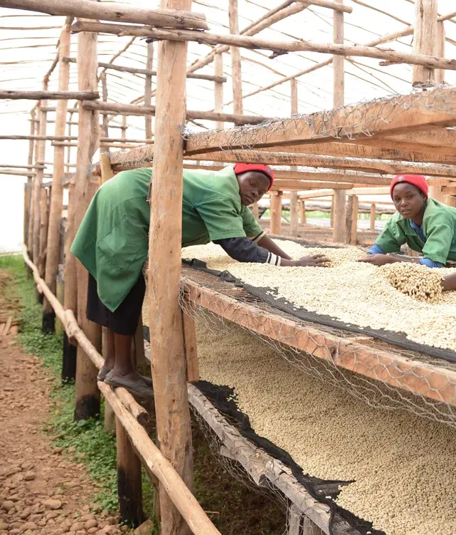 Thumbnail: Rwanda, Muhondo -Anerobic Natural