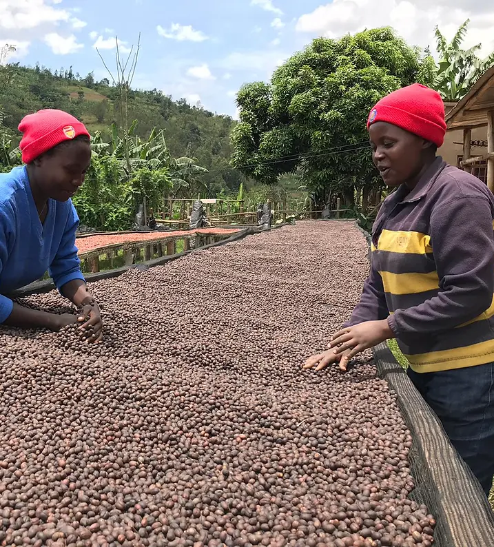 Thumbnail: Rwanda, Muhondo -Anerobic Natural