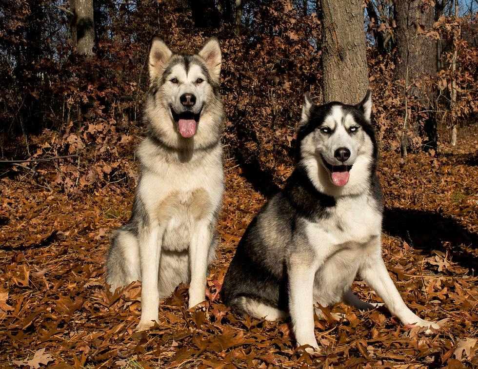 Luna&Balto