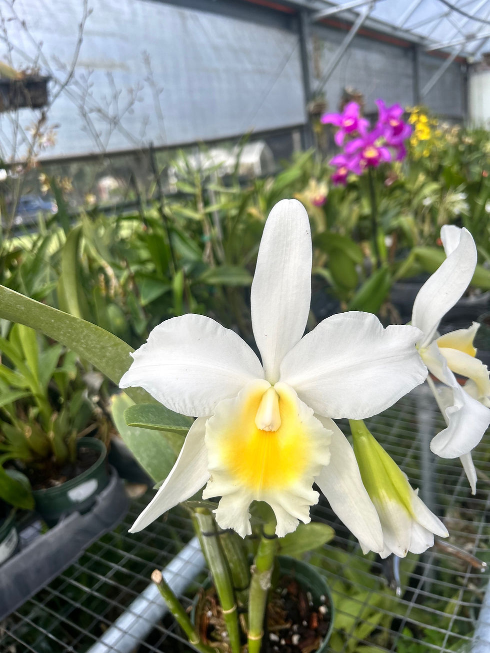 Thumbnail: Blc. Hawaii Island Bride '#05'