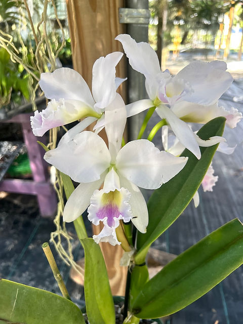 C. Labiata amesiana | All Around Orchids
