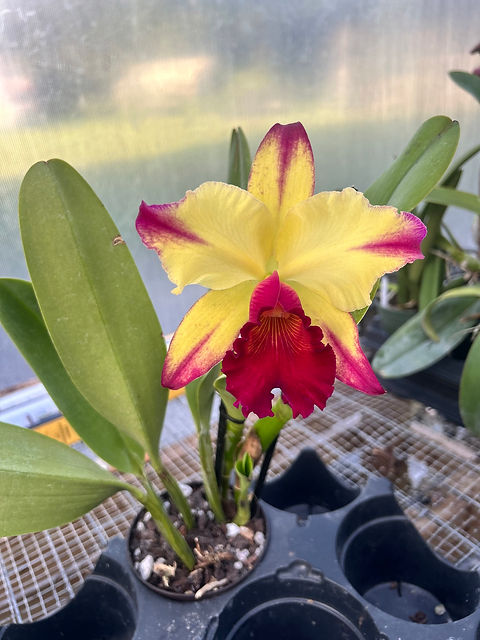 Blc. Dora Louise Capen `Lea' AM/AOS | All Around Orchids