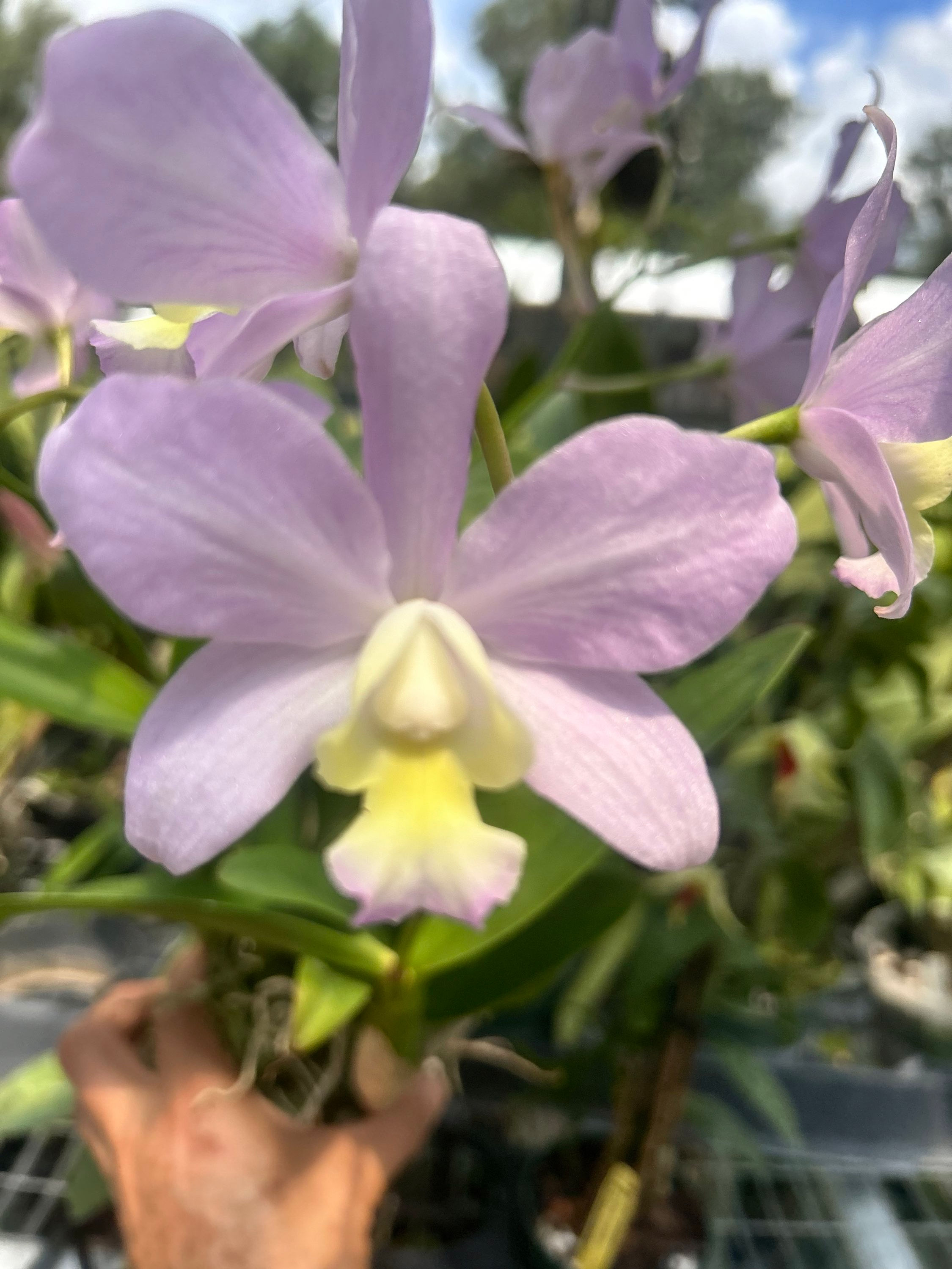(Lc. Tiny Treasure x C. loddigessii) ‘Chalice of Life’ x L. Finkenianum ‘Kennedy
