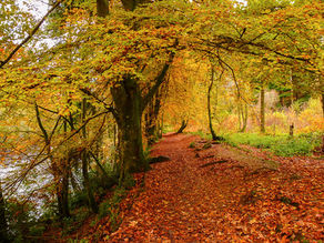 Nachmittagswanderung am Freitag den 28. November 2025 nach Kleinwallstadt um 14.30 Uhr. Weitere Infos .....