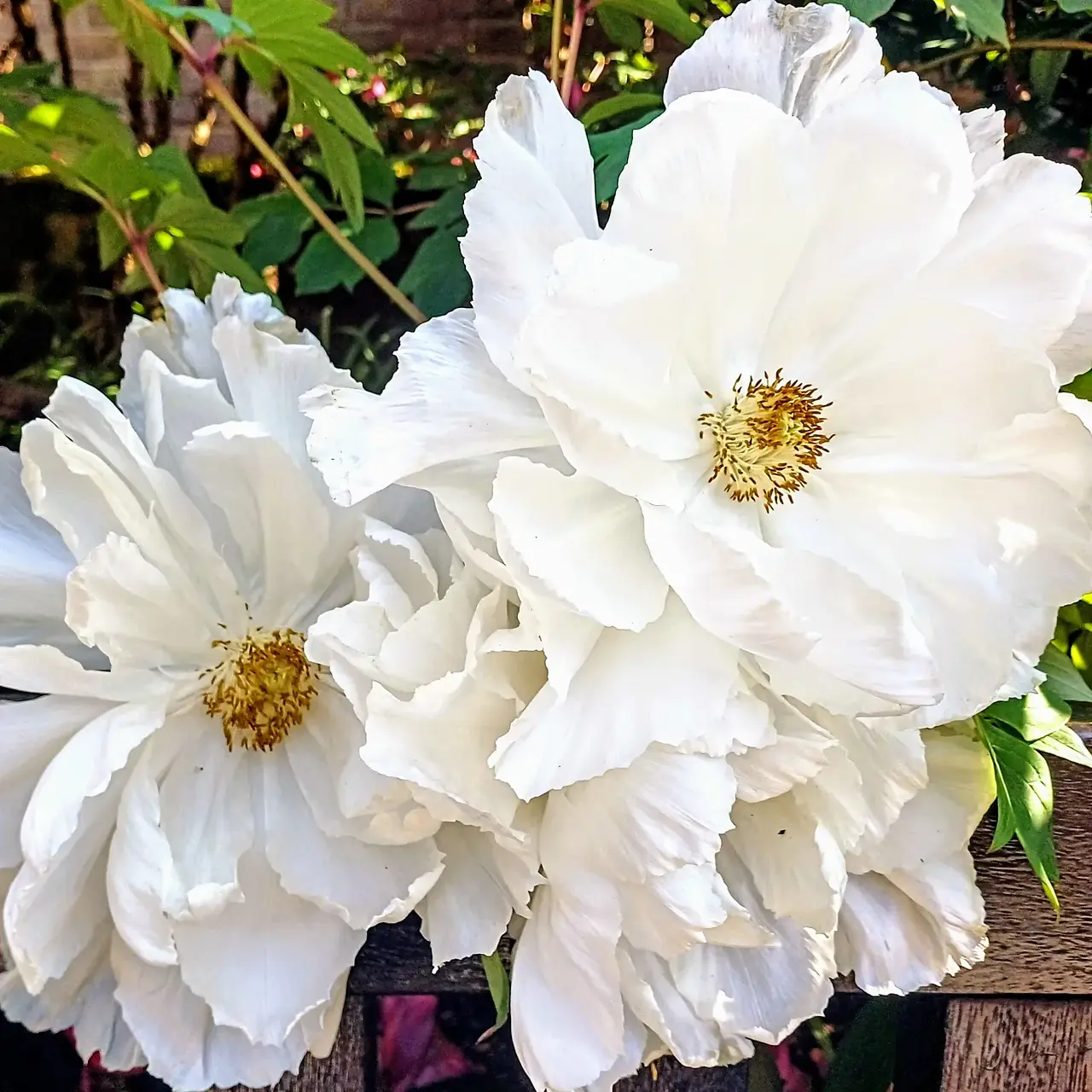 White Tree Peony bloom