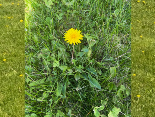 Dandelion