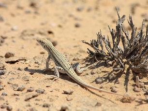 Peoria Star: The Leopard Gecko Ate My Homework