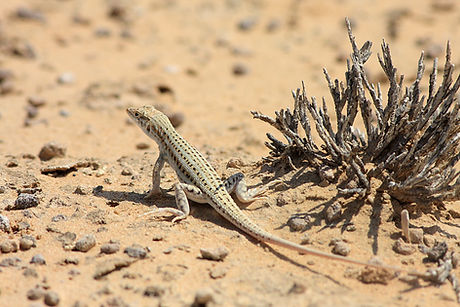 Desert Lizard
