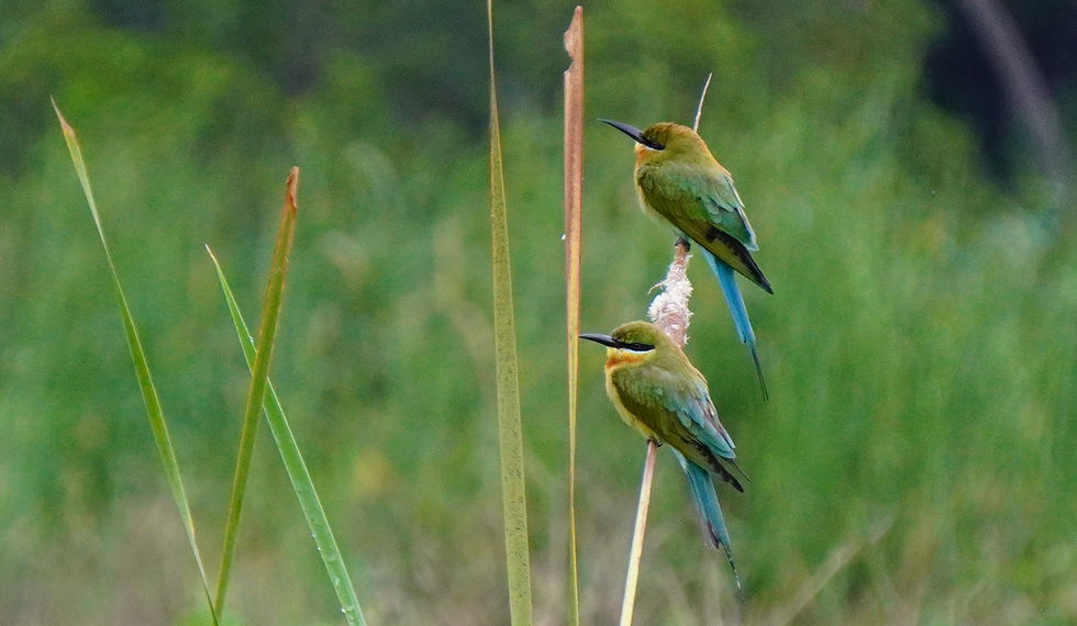 bee eaters