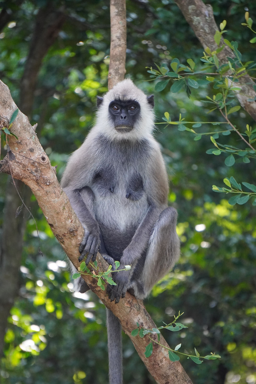 tufted grey langur