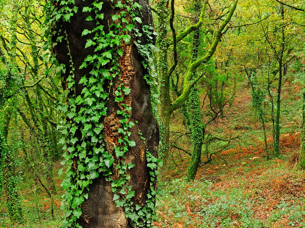 'Essence Of Ivy Trees'-Monthly Sunday 'Intuitive Guided Meditation'-Online