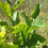 Thumbnail: Young witch hazel sapling