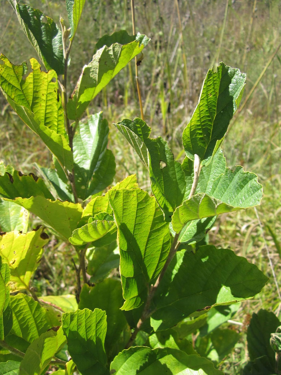 Thumbnail: Young witch hazel sapling