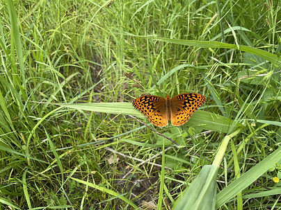 Fritillary butterfly on grass