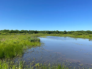 Wetland restoration with large pool