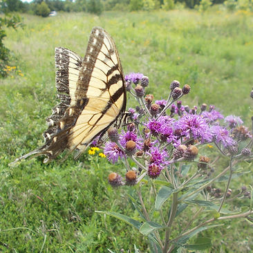 Swallowtail butterfly on a wildflower