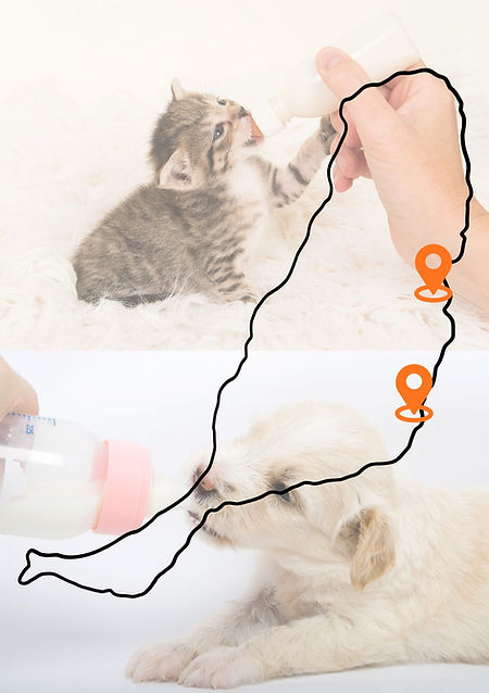 PROTECTORAS.jpg