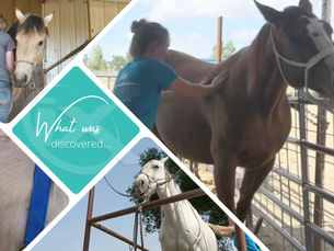 Identifying Pain in Horses