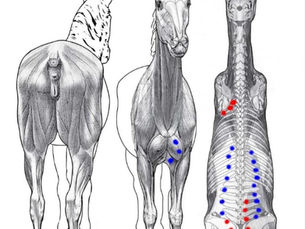 Identifying pain and behavior in horses and benefits of massage with kinesiology tape