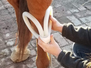 Clicker Training with Injuries