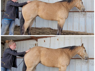 Horse Butt Tucks for Core Strength