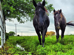 PSA for all Horse Women & Healthcare workers