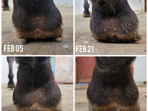 Barefoot Horses Rehab Progress