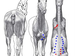 Benefits of Massage and Kinesiology Tape for Horses