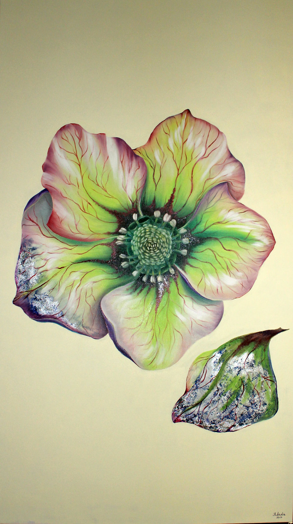 Helliborus