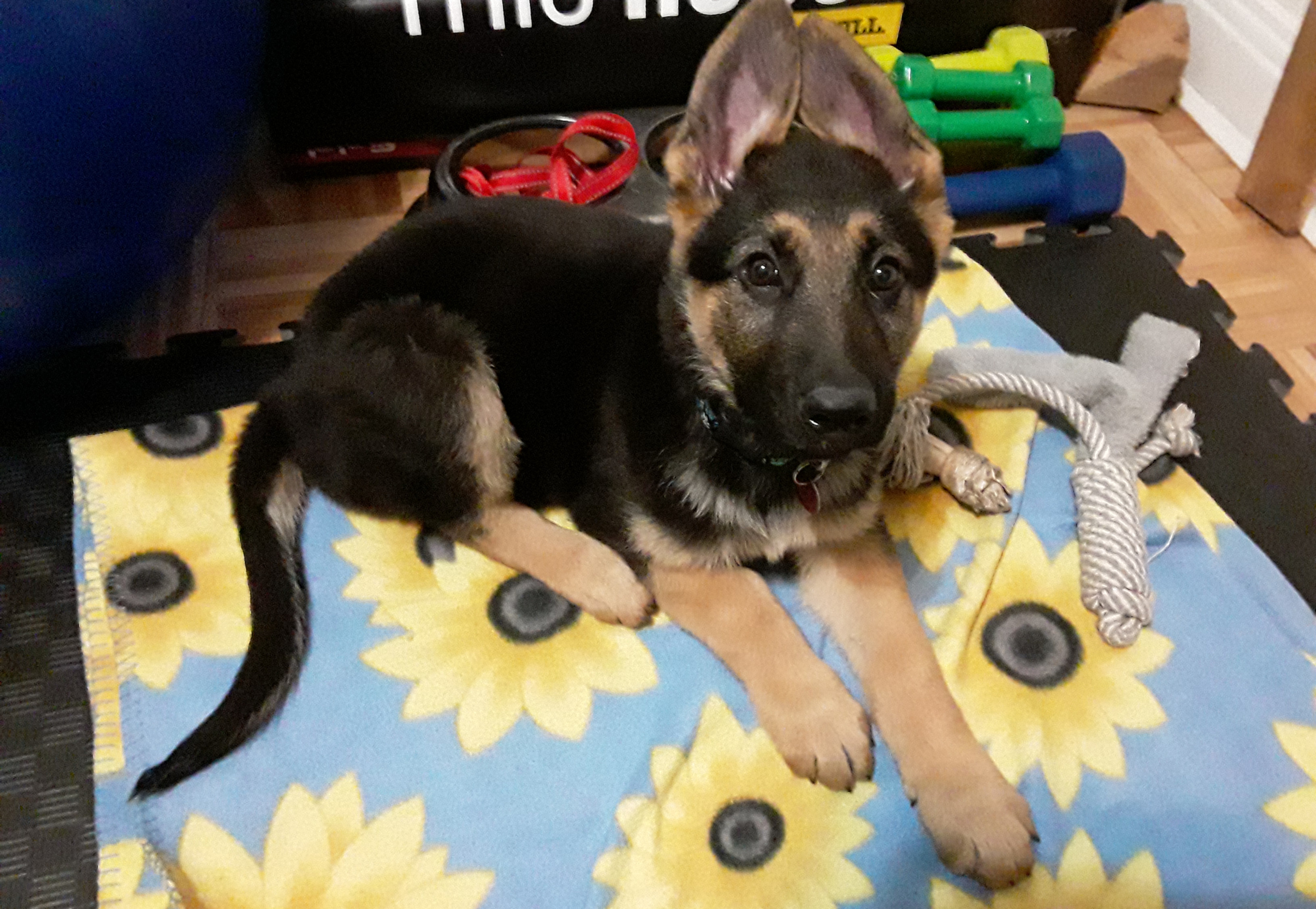 Thachi, 3 months old. The first picture we ever took of him.