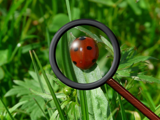 We’re bug hunting – can you help?