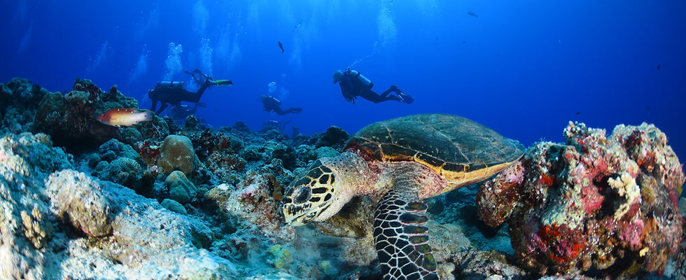 Dive the Blue Corner in Palau