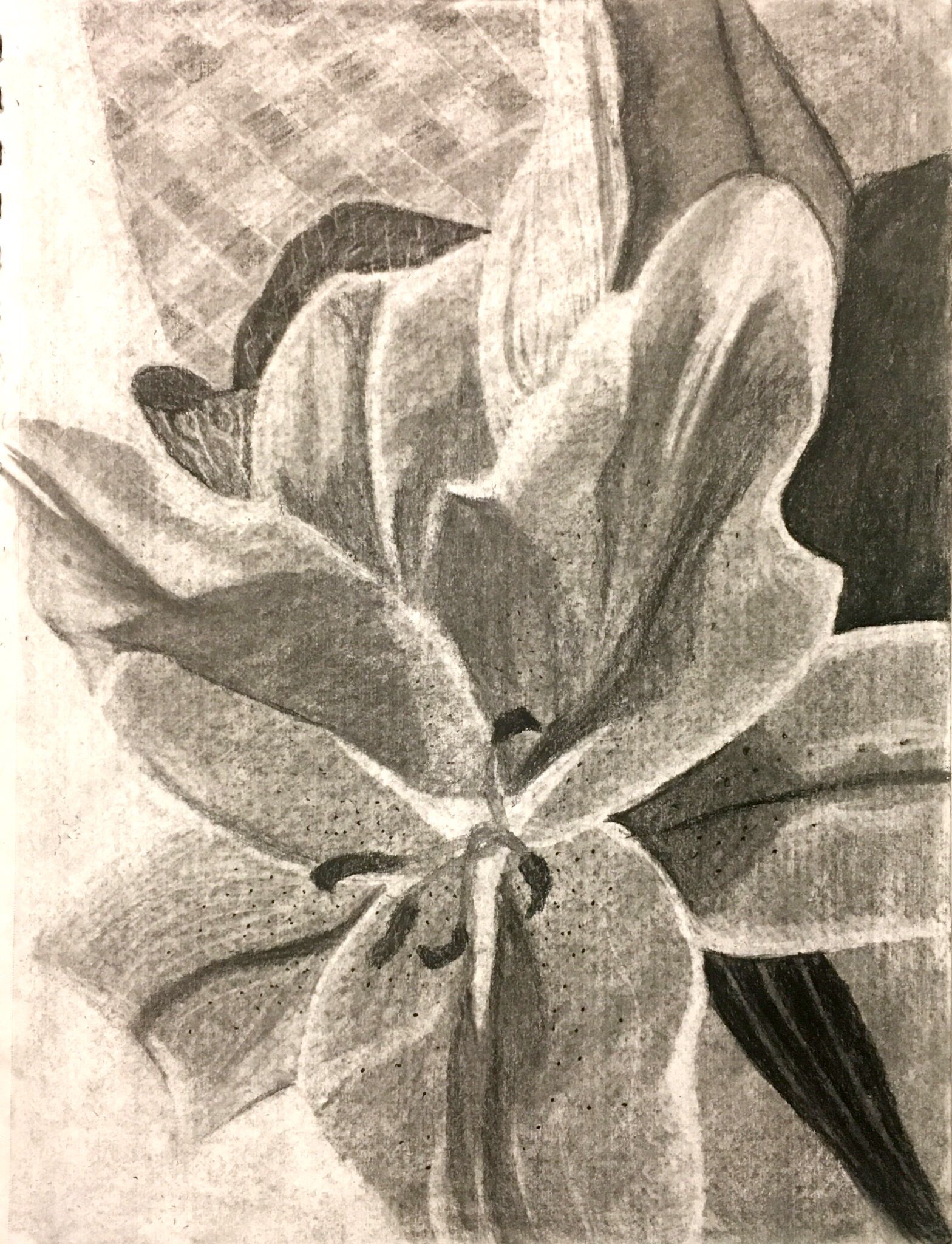 Lily Flower