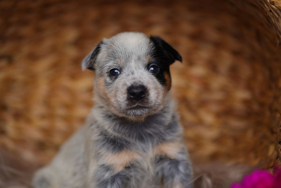 Thumbnail: Coyote 🐺