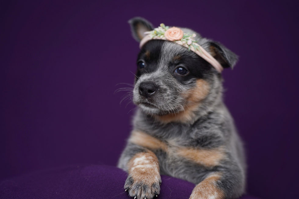 Thumbnail:  Bunny 🐇