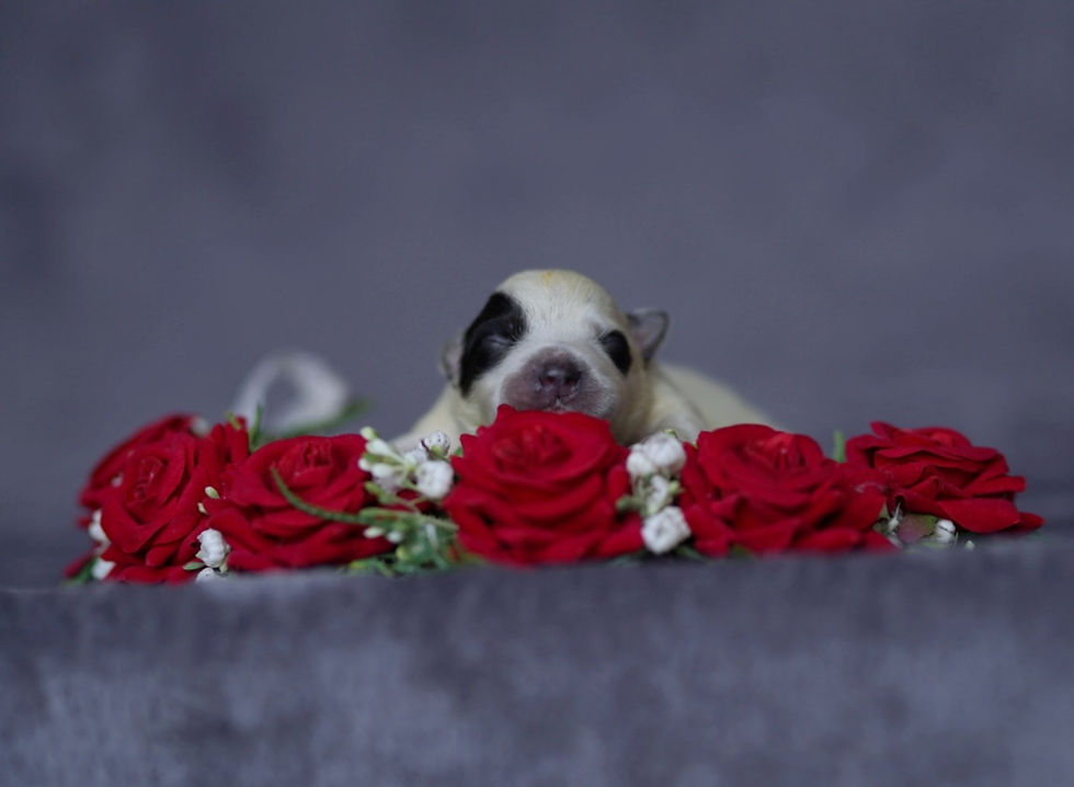 Thumbnail: Raccoon 🦝